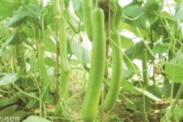 瓠瓜有什么營養價值呢 瓠瓜生活在什么環境里呢