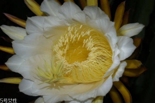 霸王花的生長環境怎么樣呢 霸王花主要分布在哪里呢
