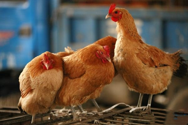 動物內臟吃多了會怎么樣 動物內臟什么人不能吃