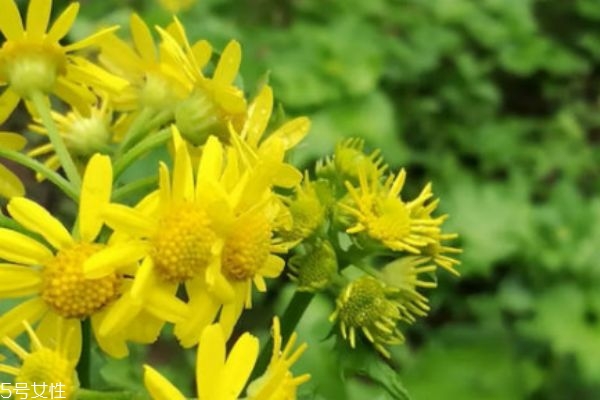 什么是清明菜呢 清明菜有什么營養價值呢