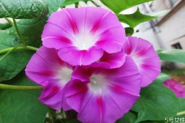 什么是牽牛花呢 牽牛花有什么作用呢