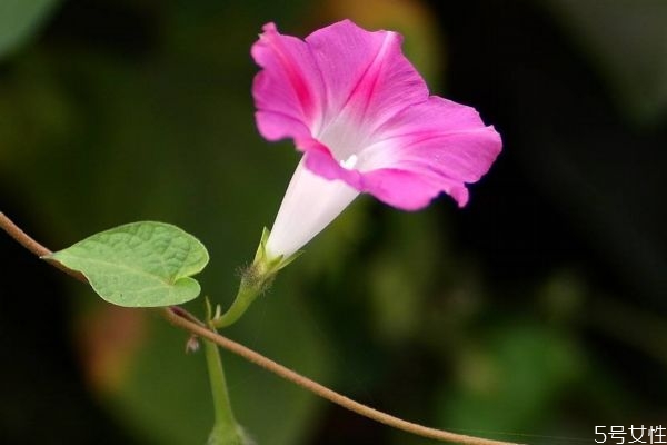 什么是牽牛花呢 牽牛花有什么作用呢