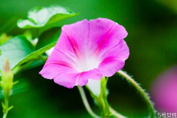 什么是牽牛花呢 牽牛花有什么作用呢
