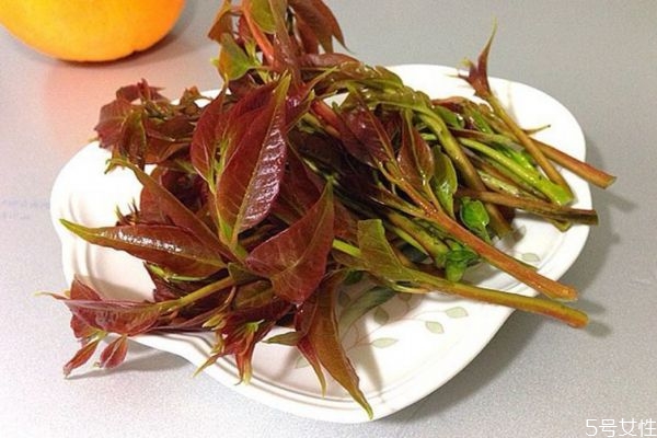 什么是香椿頭呢 香椿頭有什么營養價值呢