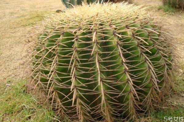 仙人掌可以凈化空氣嗎 仙人掌的生長環境是怎么樣的呢
