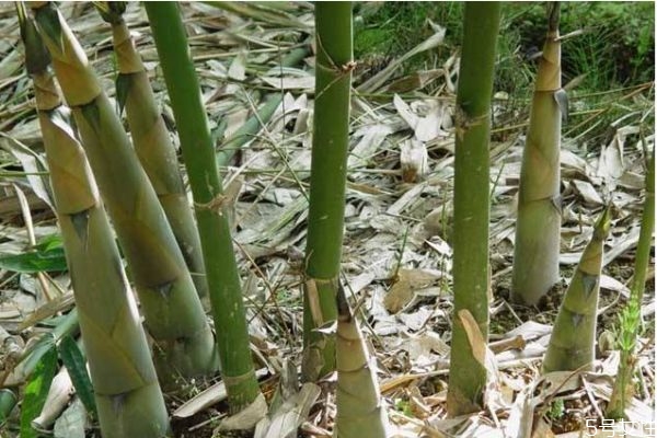 竹子可以吃嗎 竹子有什么營養價值呢
