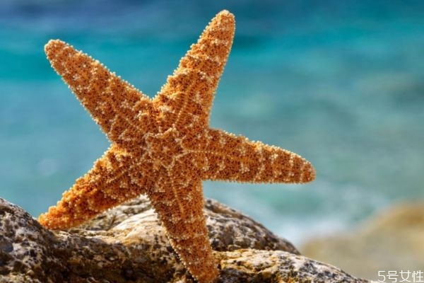 海星可以吃嗎 海星有什么營養價值呢