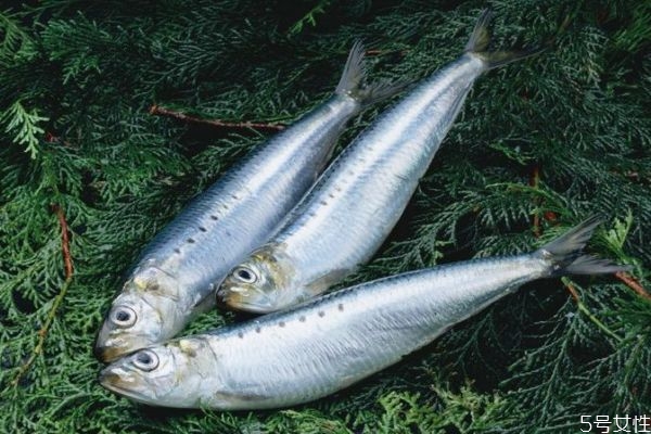 鲅魚和沙丁魚的區別 生活環境不同