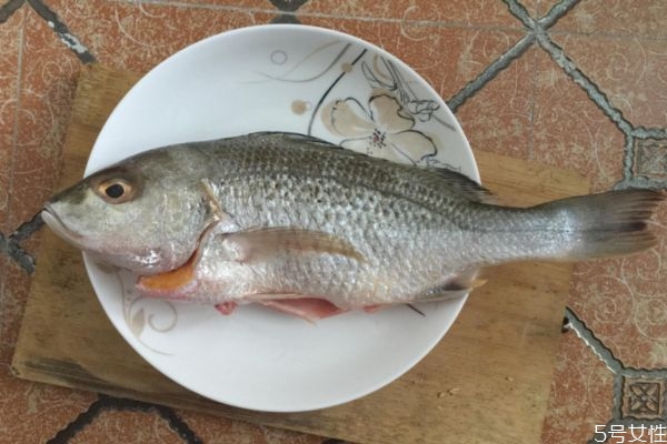 什么是白姑魚呢 白姑魚有什么營養價值呢