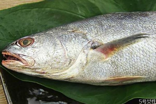 什么是白姑魚呢 白姑魚有什么營養價值呢