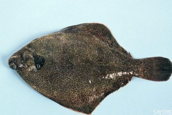 什么是比目魚呢 比目魚有什么營養價值呢
