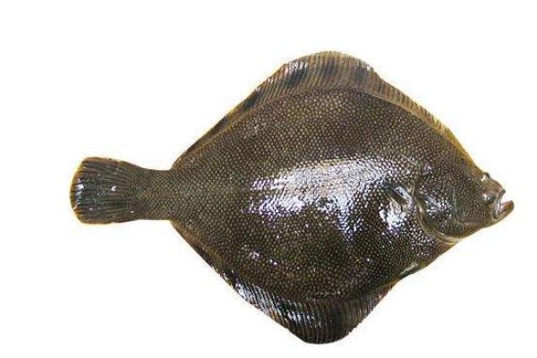 什么是比目魚呢 比目魚有什么營養價值呢