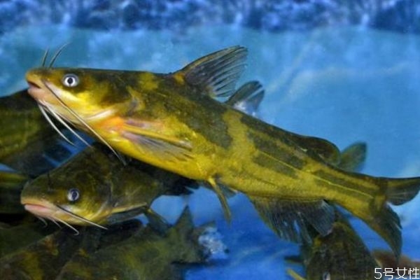 什么是黃顙魚呢 黃顙魚有什么營養價值呢
