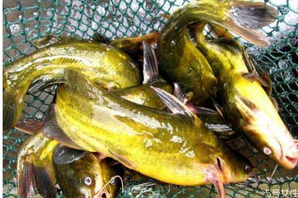 什么是黃顙魚呢 黃顙魚有什么營養價值呢