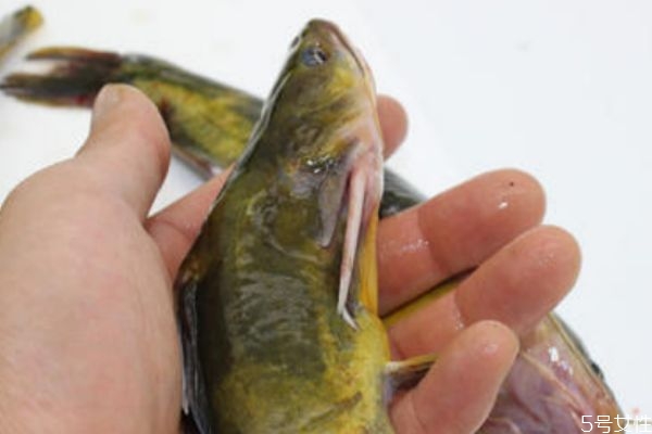 什么是黃顙魚呢 黃顙魚有什么營養價值呢