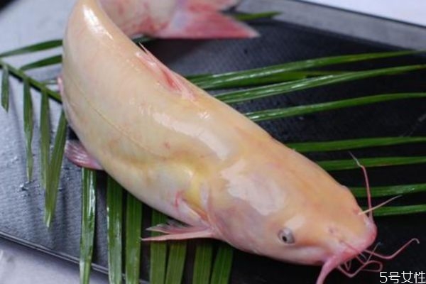 什么是淮王魚呢 淮王魚有什么營養價值呢