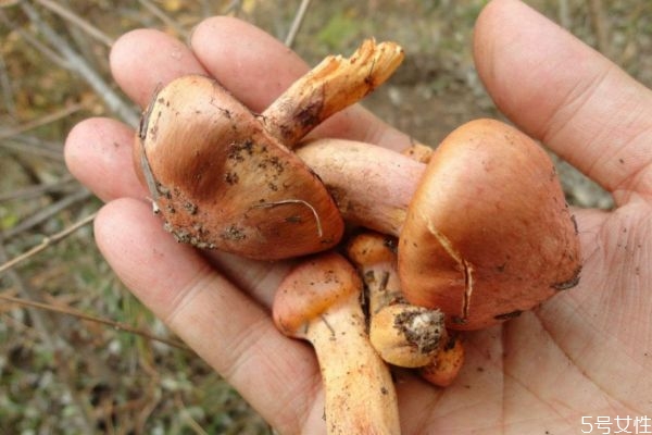 什么是松蘑呢 松蘑有什么營養價值呢
