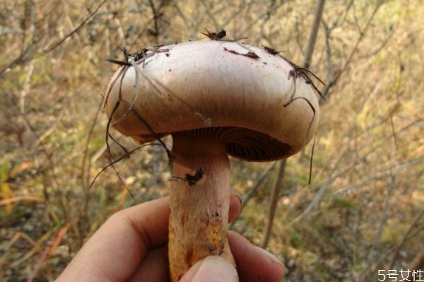 什么是松蘑呢 松蘑有什么營養價值呢