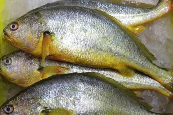 常吃黃魚有什么好處 黃魚屬于發物嗎