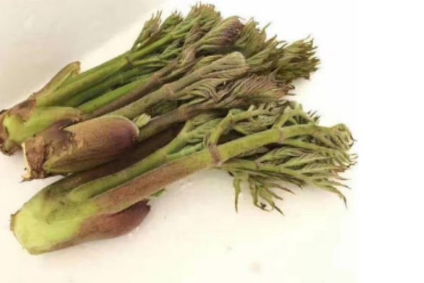 刺龍芽可以吃 刺龍芽有什么營養價值