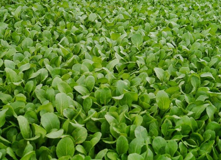 雞毛菜和小青菜有什么區別 雞毛菜和青菜的區別