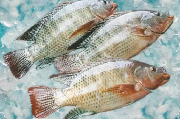羅非魚會過敏嗎 過敏體質的人可以吃羅非魚嗎