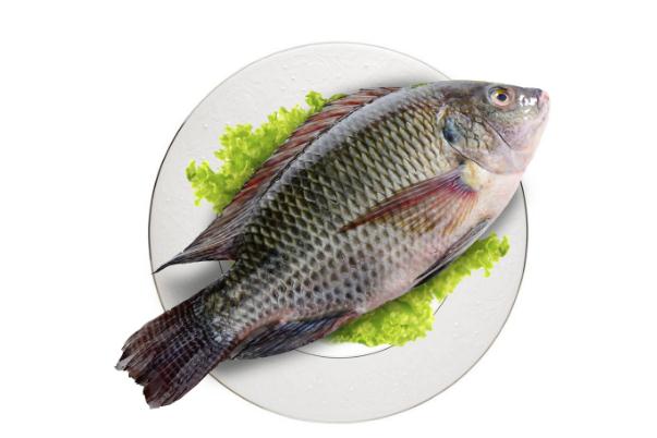 羅非魚的營養價值及功效 羅非魚的家常做法