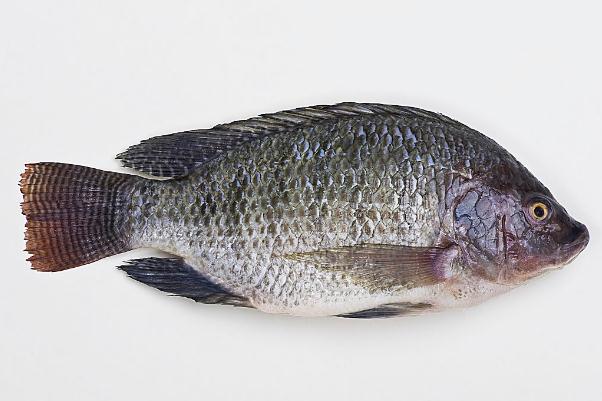 羅非魚會過敏嗎 過敏體質的人可以吃羅非魚嗎