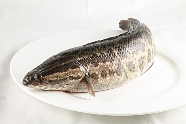 黑魚營養價值高不高 黑魚營養高還是鯽魚高
