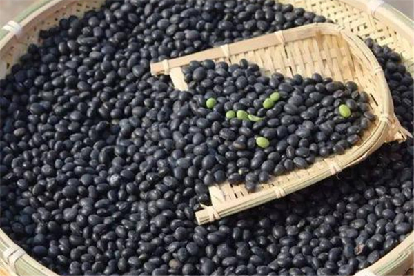 黑豆有助于懷孕嗎 黑豆怎么吃對卵泡發育好