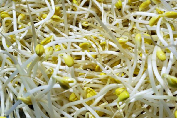 豆芽的豆子可以吃嗎 豆芽的營養成分