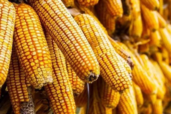 玉米發霉會產生什么毒素 玉米發霉一定會產生黃曲霉嗎