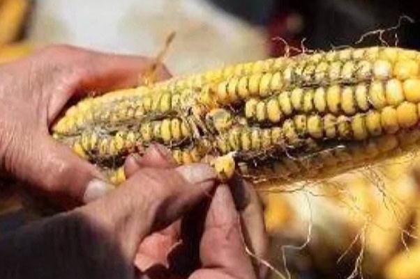 玉米發霉會產生什么毒素 玉米發霉一定會產生黃曲霉嗎