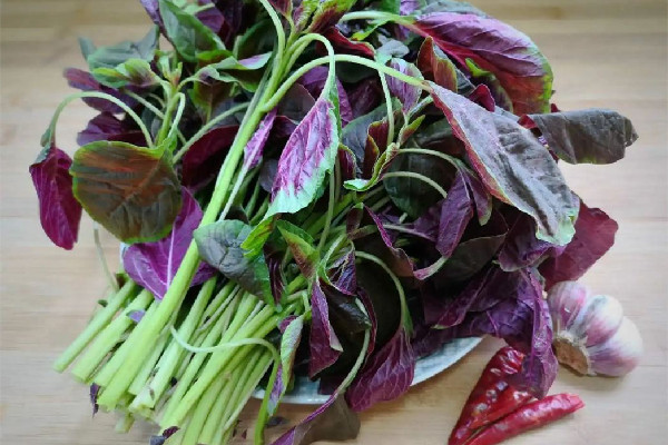 紅莧菜的功效與作用 紅莧菜是什么季節的菜