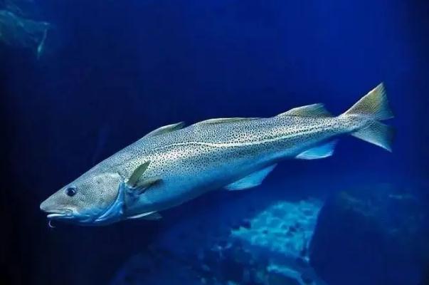 鱈魚有刺嗎 鱈魚和銀鱈魚的區別