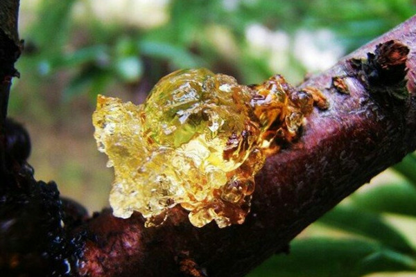 桃膠可以從樹上摘下直接吃嗎 桃膠怎么煮好吃又營養