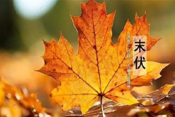 末伏可以貼三伏貼嗎 末伏怎么養生