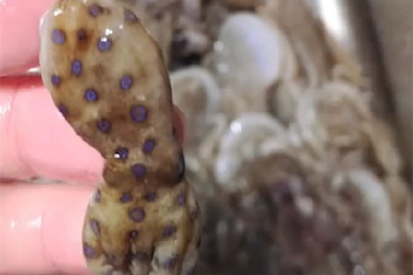 深圳一網友稱在山姆買到藍環章魚 藍環章魚有幾個品種