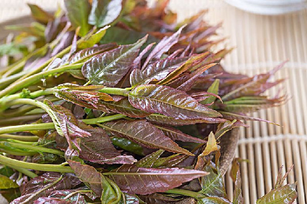 “春芽刺客”每斤138元?種植戶發聲 香椿芽為什么那么貴