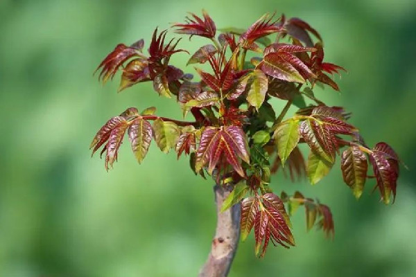 “春芽刺客”每斤138元?種植戶發聲 香椿芽為什么那么貴