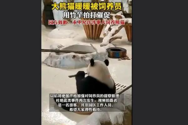 飼養員用竹竿打熊貓暖暖園方回應 熊貓是國家幾級保護動物