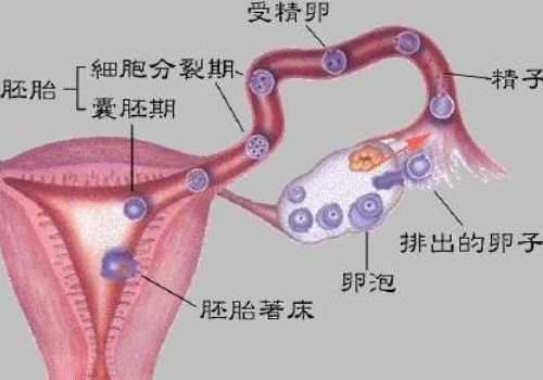 泰國試管嬰兒全過程？?