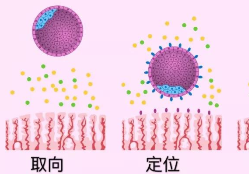 俄羅斯做試管嬰兒大概多少錢？