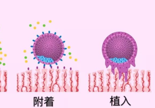 泰國試管二代的價格？?